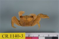 藏品(斑點擬相手蟹)的圖片